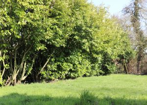 Vente maison à Mérignies - Ref.EWM121 Mérignies - Image 4
